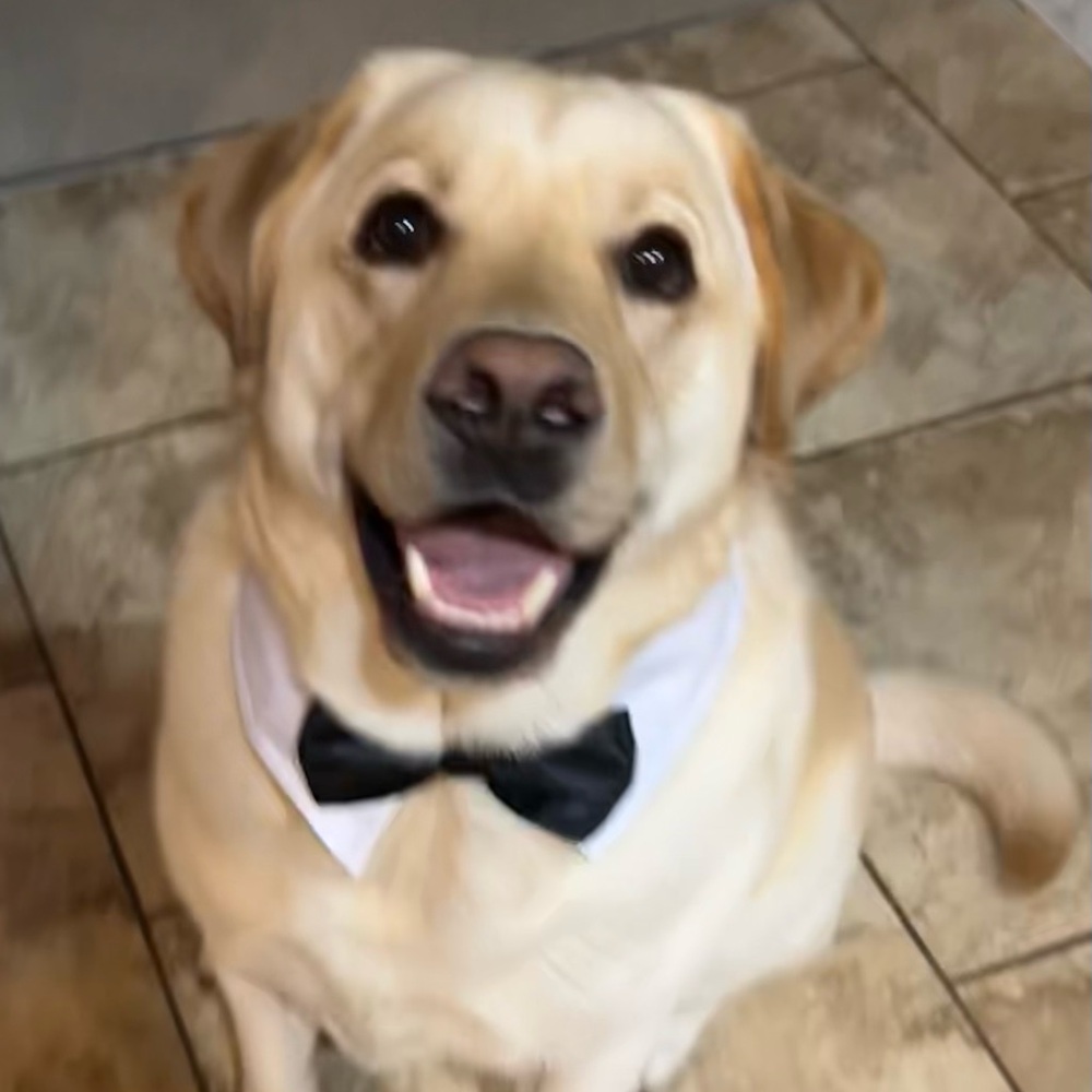 Elegant Black Bow Tie for Dogs